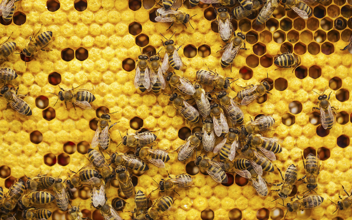 Las abejas también entienden el ritmo: descubren su capacidad para reconocer patrones