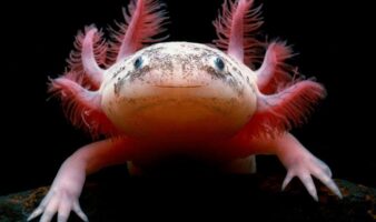 Aparece ajolote bajo un puente en Reino Unido; ¿cómo llegó ahí?