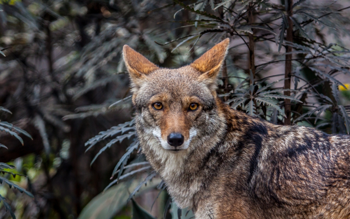 Crónicas de un Naturalista: el día que conocí a un coyote