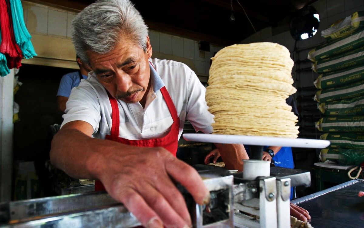 ¿Subirá el precio de la tortilla? esto dicen productores y el gobierno ¿Subirá el precio de la tortilla? esto dicen productores y el gobierno