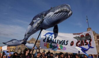 ONG logra frenar buques de Proyecto Saguaro para proteger a ballenas