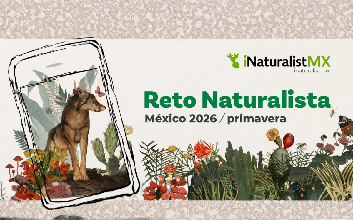 Naturaleza y ciencia ciudadana: resultados del Reto Naturalista de primavera 2026 Naturaleza y ciencia ciudadana: resultados del Reto Naturalista de primavera 2026