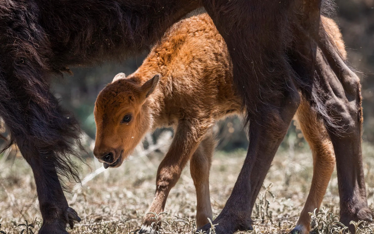 Nacen las primeras crías de bisonte americano en el norte de México tras décadas de ausencia Nacen las primeras crías de bisonte americano en el norte de México tras décadas de ausencia