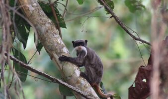 Día Mundial del Medioambiente: investigaciones que buscan generar acciones ante las consecuencias del cambio climático | Mongabay Latam