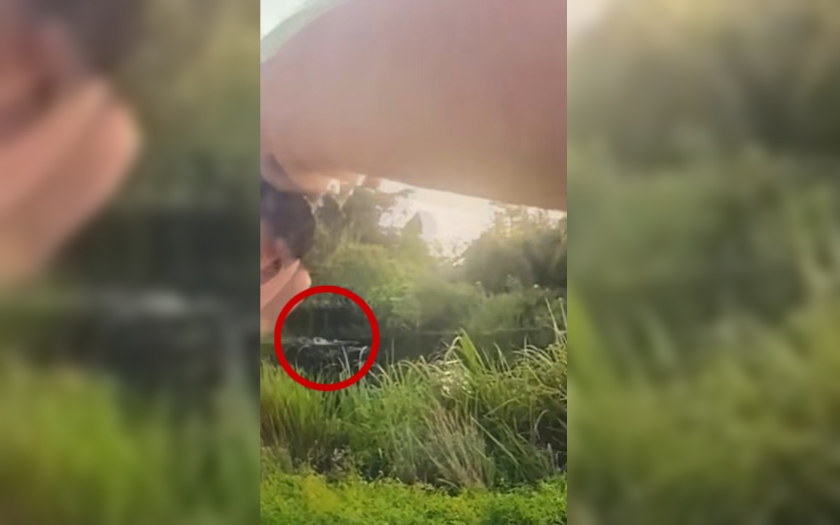 Video | Sujeto que huía de la Policía fue atacado por un cai