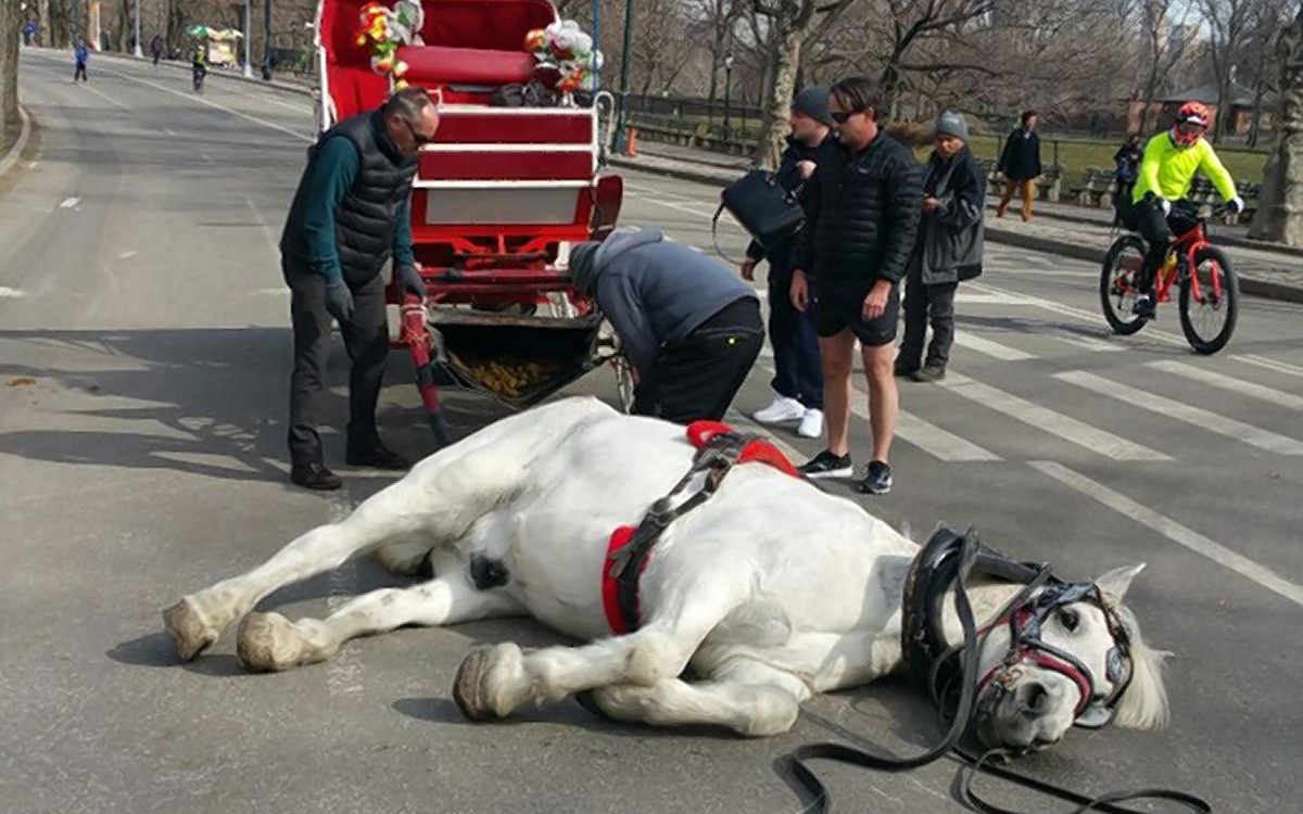 ¡Victoria para los caballos! Suspenden paseos en carruajes en Central Park ¡Victoria para los caballos! Suspenden paseos en carruajes en Central Park