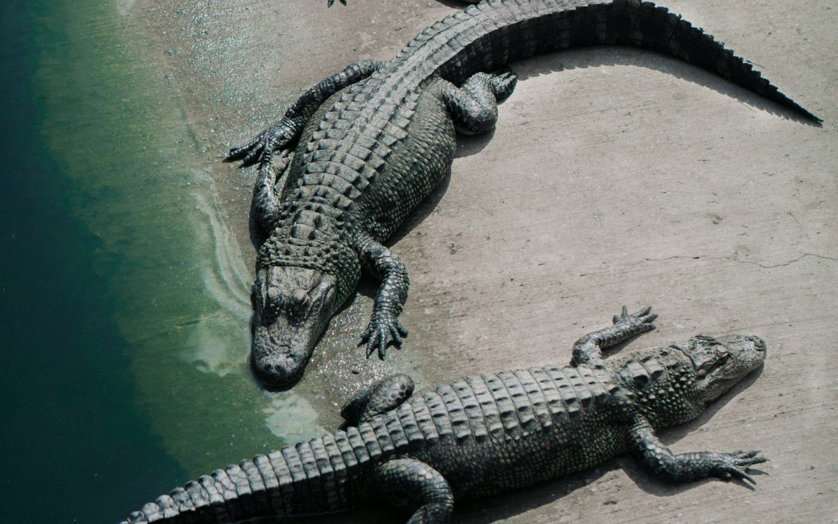 Detienen a hombre por presuntamente tirar a niño a recinto de cocodrilos en zoológico de Inglaterra Detienen a hombre por presuntamente tirar a niño a recinto de cocodrilos en zoológico de Inglaterra