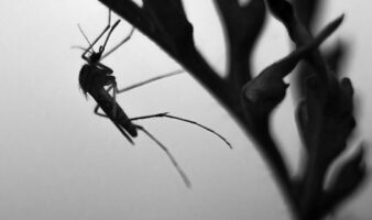 ¿Por qué los mosquitos pican más a unas personas que a otras?
