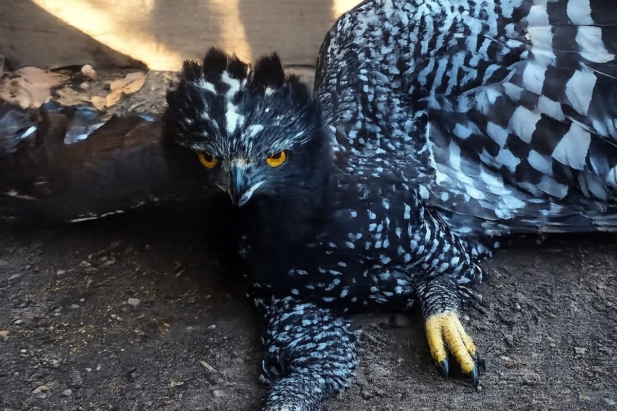 Detectan por primera vez al águila tirana en la Sierra Gorda Detectan por primera vez al águila tirana en la Sierra Gorda