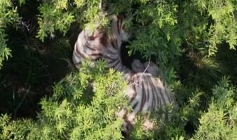 Especialistas de la UNAM realizan necropsia al tigre Kenzo; resultados preliminares, la próxima semana