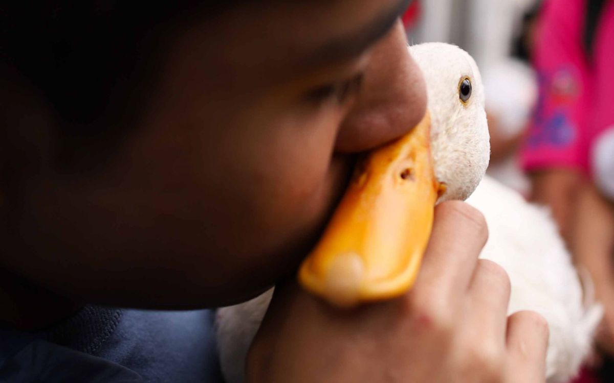 Vacío legal permite la venta masiva de patos como Merlín en mercados Vacío legal permite la venta masiva de patos como Merlín en mercados