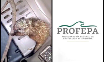 Michoacán | Profepa rescata puercoespín lesionado que había perdido un ojo