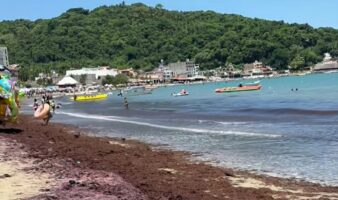 Nayarit | Descartan presencia de sargazo, confirman macroalga