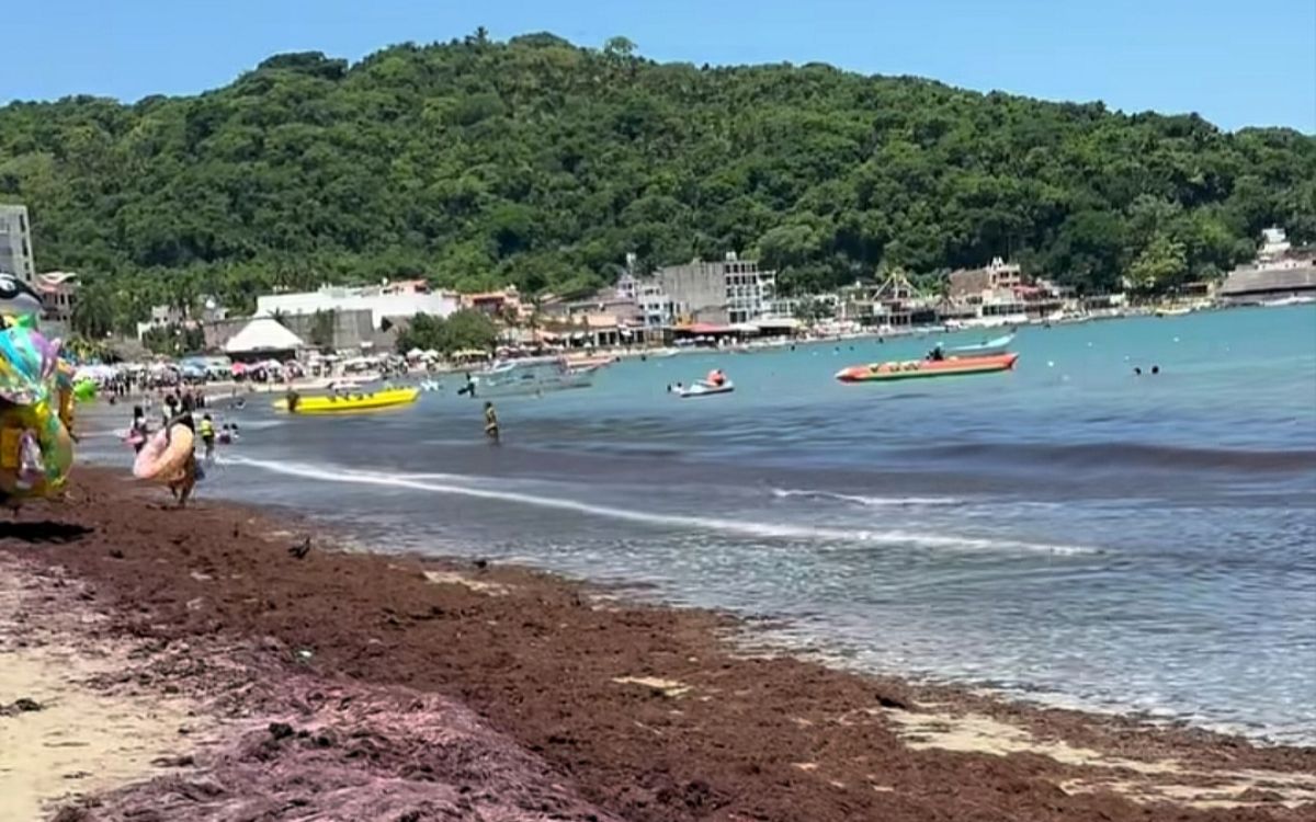 Nayarit | Descartan presencia de sargazo, confirman macroalga Nayarit | Descartan presencia de sargazo, confirman macroalga