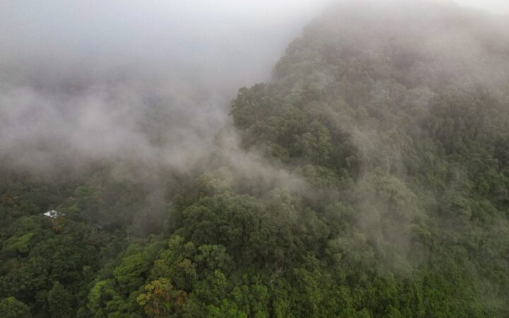 Crónicas de exploración | Árboles migrantes del bosque de niebla Crónicas de exploración | Árboles migrantes del bosque de niebla