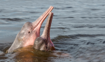 Estudio revela que el tráfico ilegal de animales es la principal causa de muerte de los delfines amazónicos en Ecuador | Mongabay