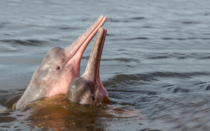 Estudio revela que el tráfico ilegal de animales es la principal causa de muerte de los delfines amazónicos en Ecuador | Mongabay Estudio revela que el tráfico ilegal de animales es la principal causa de muerte de los delfines amazónicos en Ecuador | Mongabay