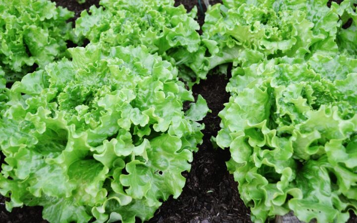 Cofepris: no se determinó que productos mexicanos fueran origen de brotes de Salmonella y Cyclospora en EE.UU. Cofepris: no se determinó que productos mexicanos fueran origen de brotes de Salmonella y Cyclospora en EE.UU.