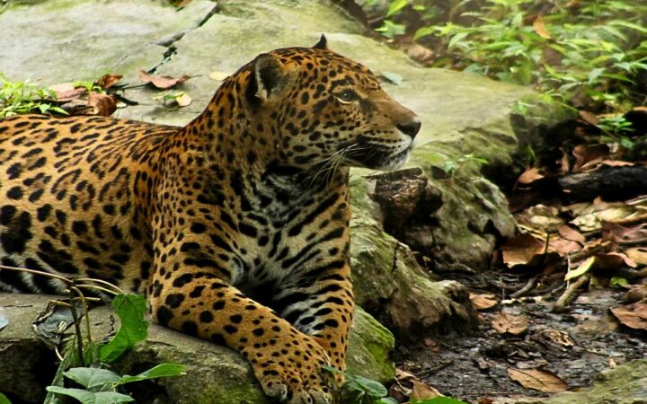 Muere Gaby, jaguar que dejó 20 años de historia en Chiapas Muere Gaby, jaguar que dejó 20 años de historia en Chiapas