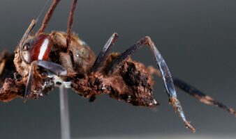 Descubren en México seis 'hongos zombis', uno bautizado en honor a Guillermo del Toro