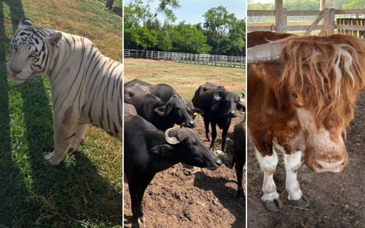 Monos araña, bisontes, hienas... aseguran 130 animales exóticos en Tamaulipas Monos araña, bisontes, hienas... aseguran 130 animales exóticos en Tamaulipas
