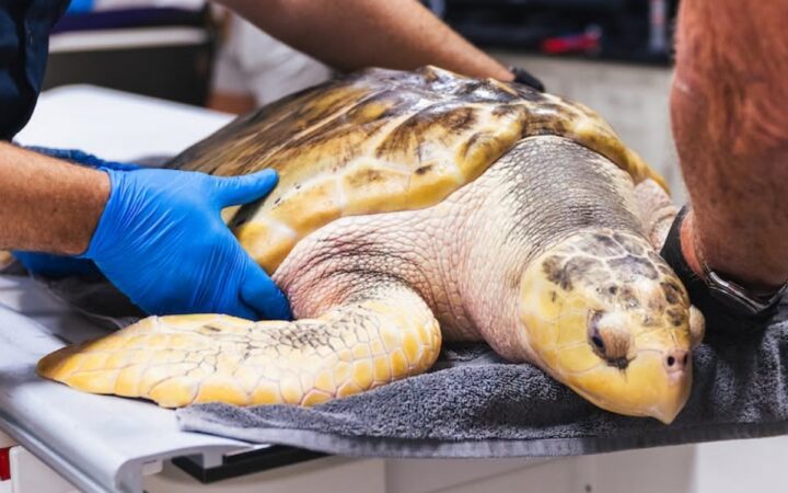 Rhossi, la rara tortuga que llegó a Gales desde Texas Rhossi, la rara tortuga que llegó a Gales desde Texas