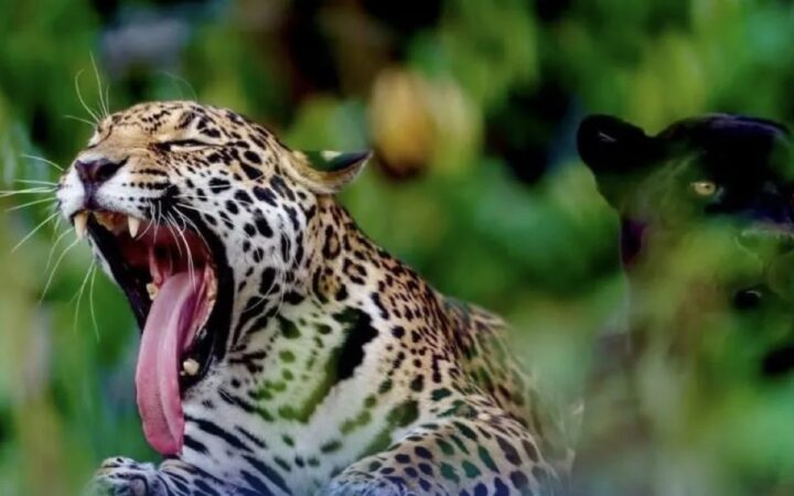 Safari Altamira niega decomiso de animales en operativo por huachicol Safari Altamira niega decomiso de animales en operativo por huachicol