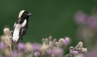 Un viaje cada vez más peligroso: el 43 % de las especies de aves migratorias de América está en declive |  Mongabay Latam