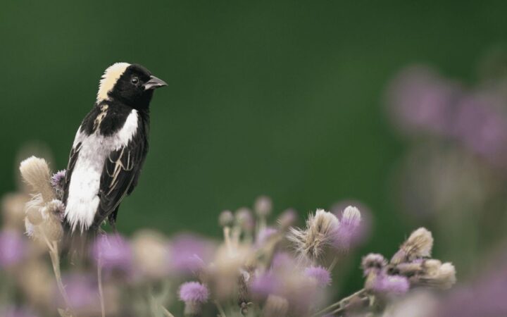Un viaje cada vez más peligroso: el 43 % de las especies de aves migratorias de América está en declive | Mongabay Latam Un viaje cada vez más peligroso: el 43 % de las especies de aves migratorias de América está en declive | Mongabay Latam