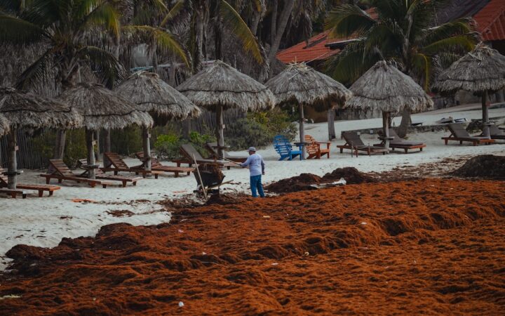 Gases tóxicos y quemaduras: los riesgos que enfrentan quienes retiran el sargazo del mar en el Caribe mexicano | Mongabay Latam Gases tóxicos y quemaduras: los riesgos que enfrentan quienes retiran el sargazo del mar en el Caribe mexicano | Mongabay Latam