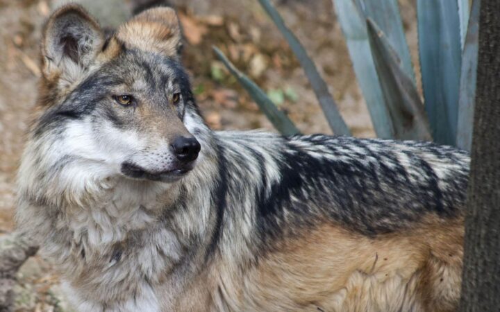 La conservación del lobo mexicano, 'en la vida real' La conservación del lobo mexicano, 'en la vida real'
