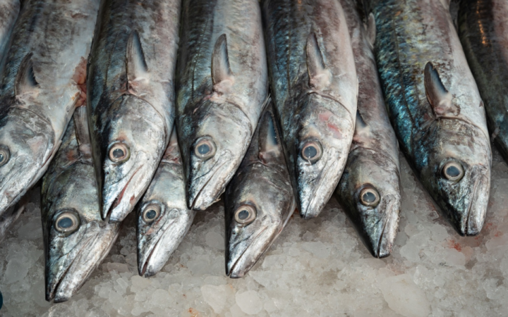 Consumir pescados y mariscos puede beneficiar al planeta: Oceana Consumir pescados y mariscos puede beneficiar al planeta: Oceana