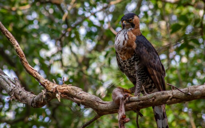 Crónicas de un naturalista: Mi encuentro con el águila más elegante de México | Por Zabdiel Ademar Peralta Fonseca Crónicas de un naturalista: Mi encuentro con el águila más elegante de México | Por Zabdiel Ademar Peralta Fonseca