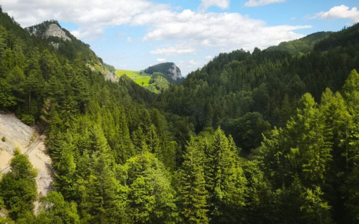 Para mantener los bosques en pie, construir economías que dependan de ellos Para mantener los bosques en pie, construir economías que dependan de ellos