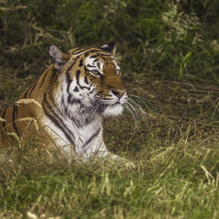 La policía había dicho que el tigre había permanecido en el recinto tras el incidente y que no suponía ningún riesgo para los visitantes, que fueron evacuados a raíz del suceso.