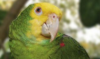 México recupera 26 loros víctimas de tráfico internacional