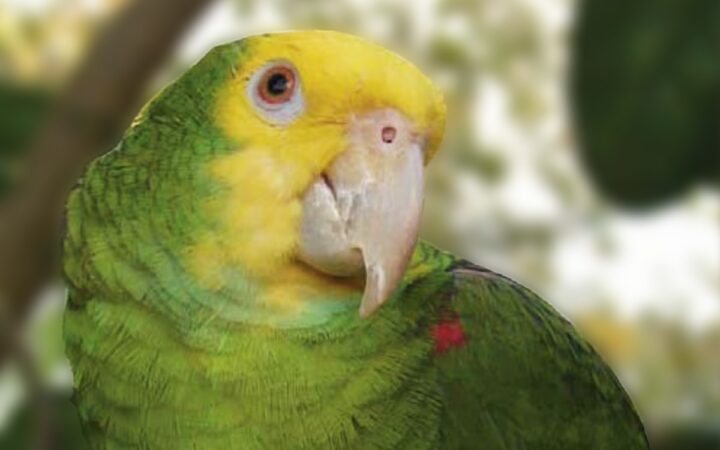 México recupera 26 loros víctimas de tráfico internacional México recupera 26 loros víctimas de tráfico internacional
