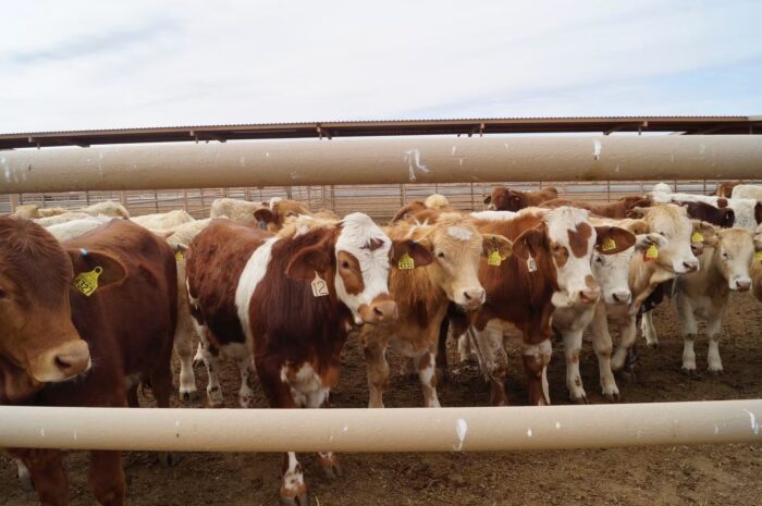 La detección de un posible caso de fiebre aftosa en un becerro provocó la suspensión temporal de la exportación en pie de ganado de México a Estados Unidos por la puerta fronteriza de Agua Prieta (Sonora) a Douglas (Arizona,) informaron este viernes autoridades del estado mexicano de Sonora, noroeste del país.