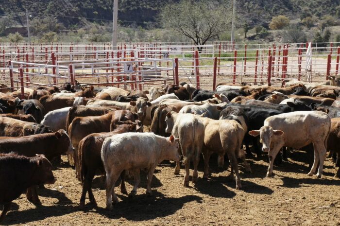 Estados Unidos suspendió las importaciones de ganado mexicano en noviembre de 2024, tras la detección del primer caso de fiebre aftosa en Chiapas.