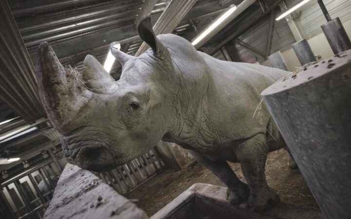 Rinoceronte del zoo de París es trasladado a México para preservar la especie Rinoceronte del zoo de París es trasladado a México para preservar la especie