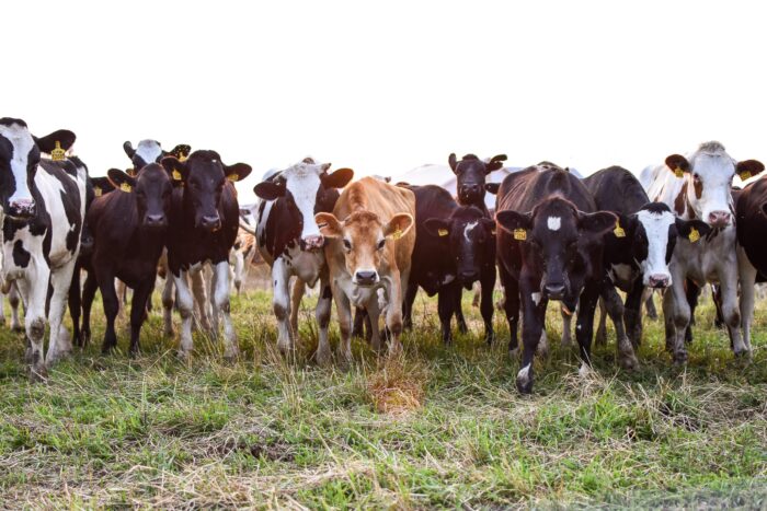 El virus Shamonda se transmite por mosquitos picadores y afecta principalmente al ganado vacuno, aunque también se han identificado casos de infección en ovejas, cabras, caballos y alpacas.