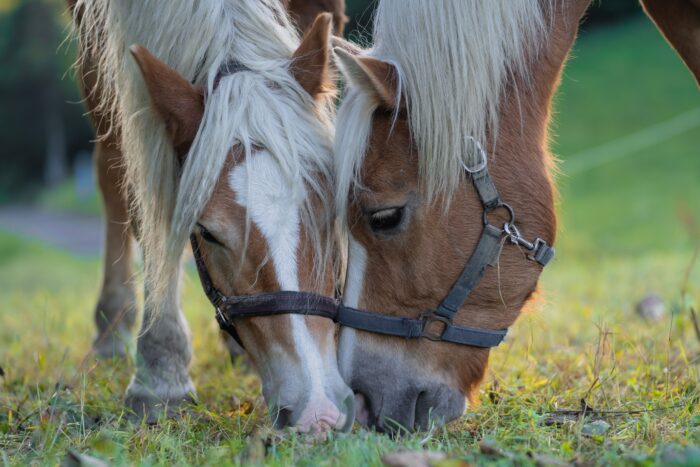 Entre las complicaciones más graves del virus Shamonda en animales se encuentran los abortos y las malformaciones fetales severas. También se han reportado trastornos neurológicos en algunos caballos.